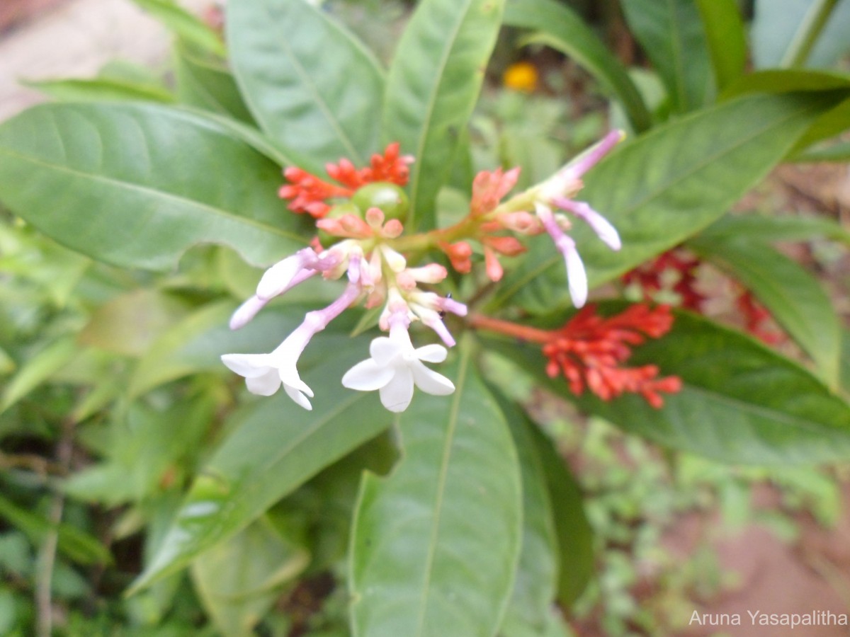 Rauvolfia serpentina (L.) Benth. ex Kurz